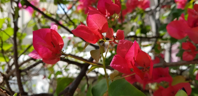 與過年症候群和平共處