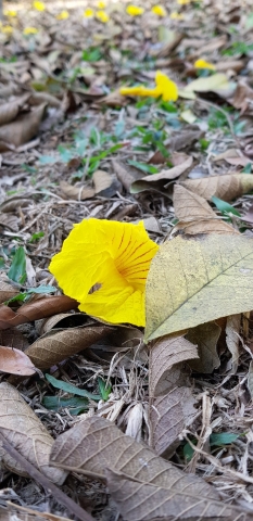  紅舞鞋 